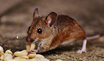 24 Hour & Emergency Exterminators in Proctorville, NC